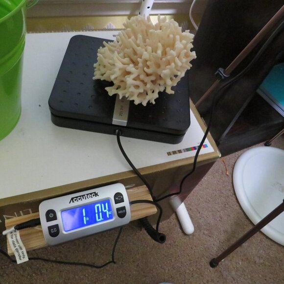 Birds Nest Coral REAL Vintage4x6.5x6.5 White - Picture 9 of 9